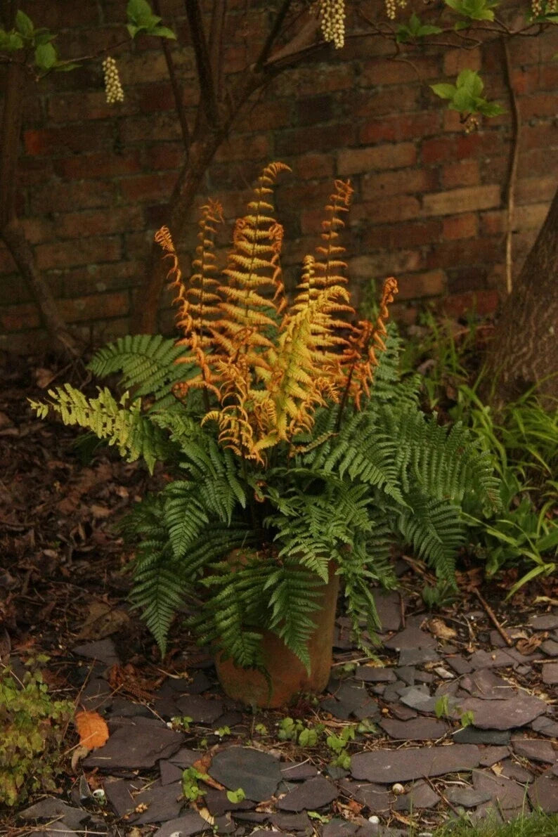 Dryopteris Jurassic Gold Fern – Bare Root Starter Plant, Golden Fronds, Hardy Shade Perennial