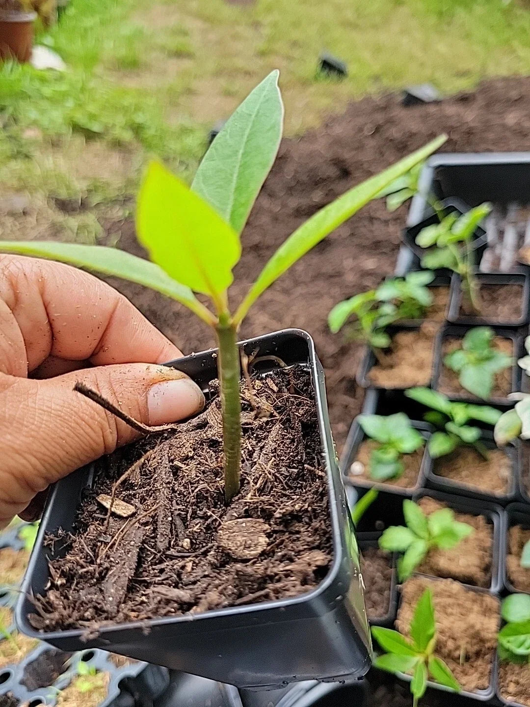 Plumeria CHAliKA Red – Rooted Plumeria Plant in 2.5-Inch Pot