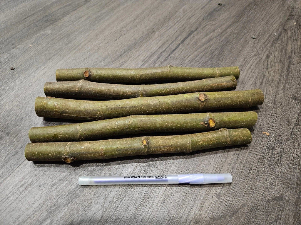 Celeste Fig Cuttings (Ficus carica) - 2 Unrooted 6-8" | Sugar Fig for Propagation