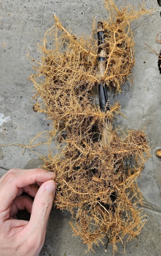 Black Bamboo Rhizomes Phyllostachys nigra Bare Root - Fast-Growing Cold Hardy Privacy Screen
