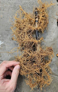 Black Bamboo Rhizomes Phyllostachys nigra Bare Root - Fast-Growing Cold Hardy Privacy Screen