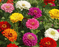 California Giant Zinnia Flower Seeds - 100+ Mixed Colors - Annual Zinnia elegans - Garden Seeds for Vibrant Blooms