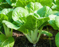 Pechay Seeds 500+ Non-GMO Chinese Cabbage Seeds Pak Choi Brassica rapa - Buy 2 Get 2 Free