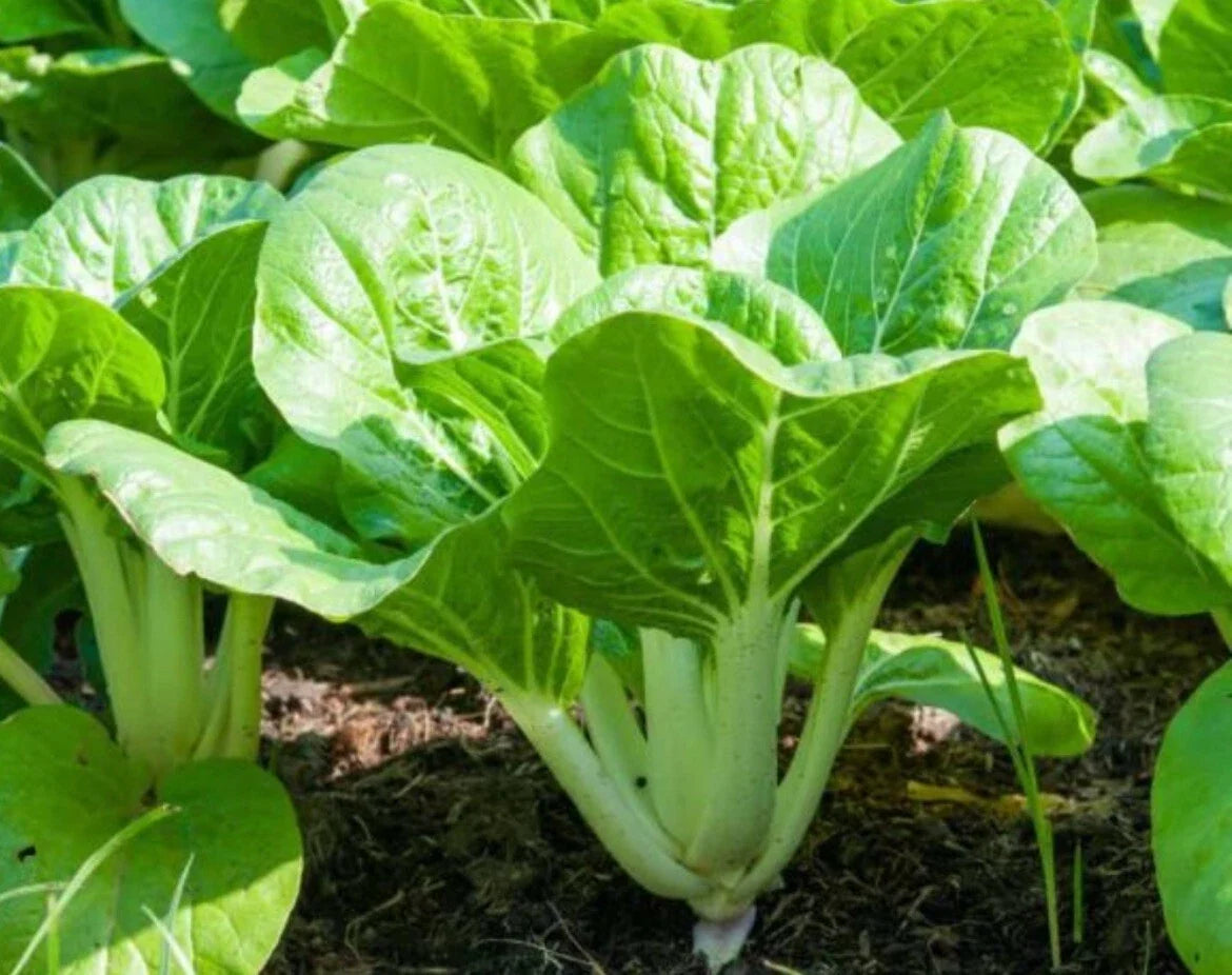 Pechay Seeds 500+ Non-GMO Chinese Cabbage Seeds Pak Choi Brassica rapa - Buy 2 Get 2 Free