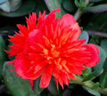 Double Scarlet Portulaca Oleracea - Purslane Plant - Vibrant Red Flowers - US Seller