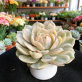 Echeveria Onslow Variegated Succulent Plant - 3 Inch Bare Root Easy Care - Echeveria Onslow Variegated - Rare Live Succulent