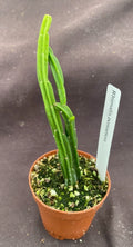 Rhipsalis pentaptera Plant in 2" Pot - Rooted Cactus, Tropical Succulent, Easy Care Houseplant