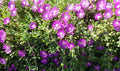 Creeping Ice Plant Cuttings 12 Pack Purple Pink Ground Cover Rare Succulents (Delosperma cooperi)