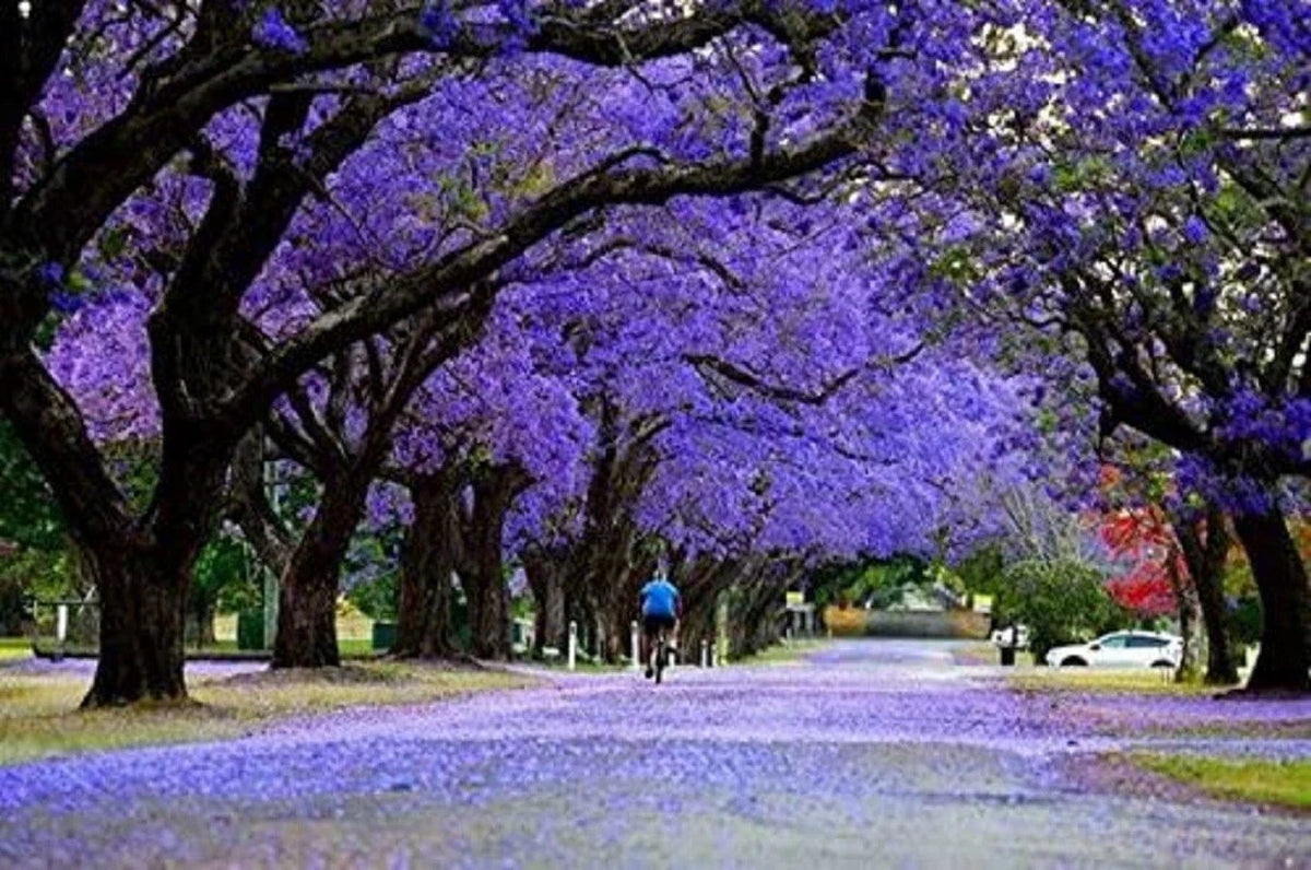 Blue Jacaranda Tree Seeds - 25 Seeds - Exotic Flowering Tree - Jacaranda mimosifolia