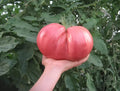 German Giant Tomato Seeds - 30+ Non-GMO Heirloom Organic Seeds - Perfect for Home Gardening - Solanum lycopersicum