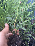 Rooted Starter Plant 10 Pack Green Giant Tree 6-7 Inches Thuja Arbovitae Bare Root for Garden Privacy