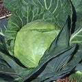 Late Flat Dutch Cabbage Seeds - 500+ Heirloom NON-GMO Seeds - Fresh Cabbage Seeds for Planting - Brassica oleracea