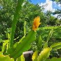 Mystery Dragonfruit Cutting - Fully Rooted 6+" Long - 1 of 4 Varieties - Hylocereus spp.