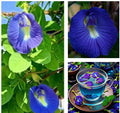 Butterfly Pea Seeds - 12 Seeds, Clitoria Ternatea, Asian Pigeonwings, Edible Flowers, Vivid Blue Color, Buy 2 Get 1 Free