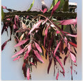 Fresh Cut Pseudorhipsalis Rhipsalis Ramulosa Red Picks - Unique Succulent Plant Cuttings for Propagation and Home Decor