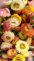 Helichrysum Seeds - Double Mix Strawflower - 25 Seeds for Gardening and Flower Arrangements, Helichrysum bracteatum