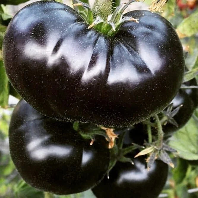 Black Sea Man Tomato Seeds - Organic Heirloom Variety - 10+ Seeds, Rare Heirloom (Solanum lycopersicum)