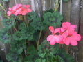 Pelargonium hortorum Zonal Geranium Cuttings - 4 Fresh 6-Inch Orange-Pink Unrooted Stems