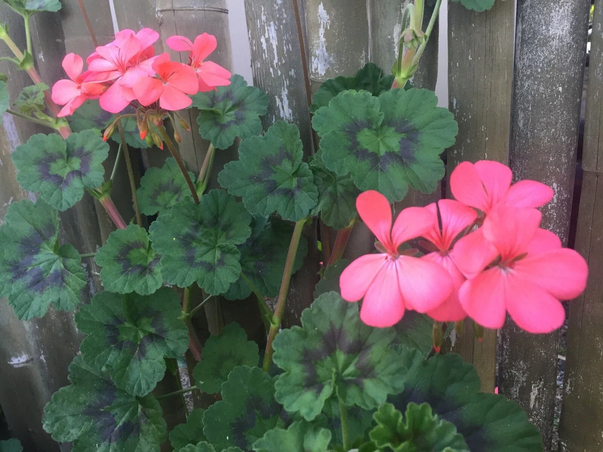 Pelargonium hortorum Zonal Geranium Cuttings - 4 Fresh 6-Inch Orange-Pink Unrooted Stems
