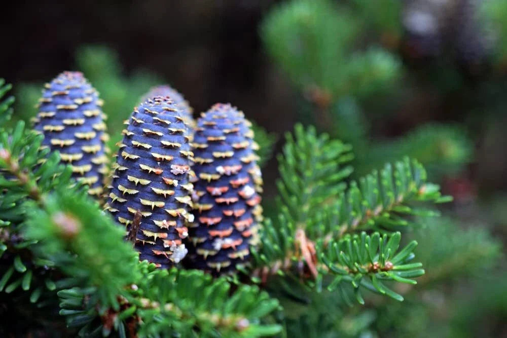 Korean Fir Tree Seeds - 30 Seeds - Blue Cone Variety - Abies koreana