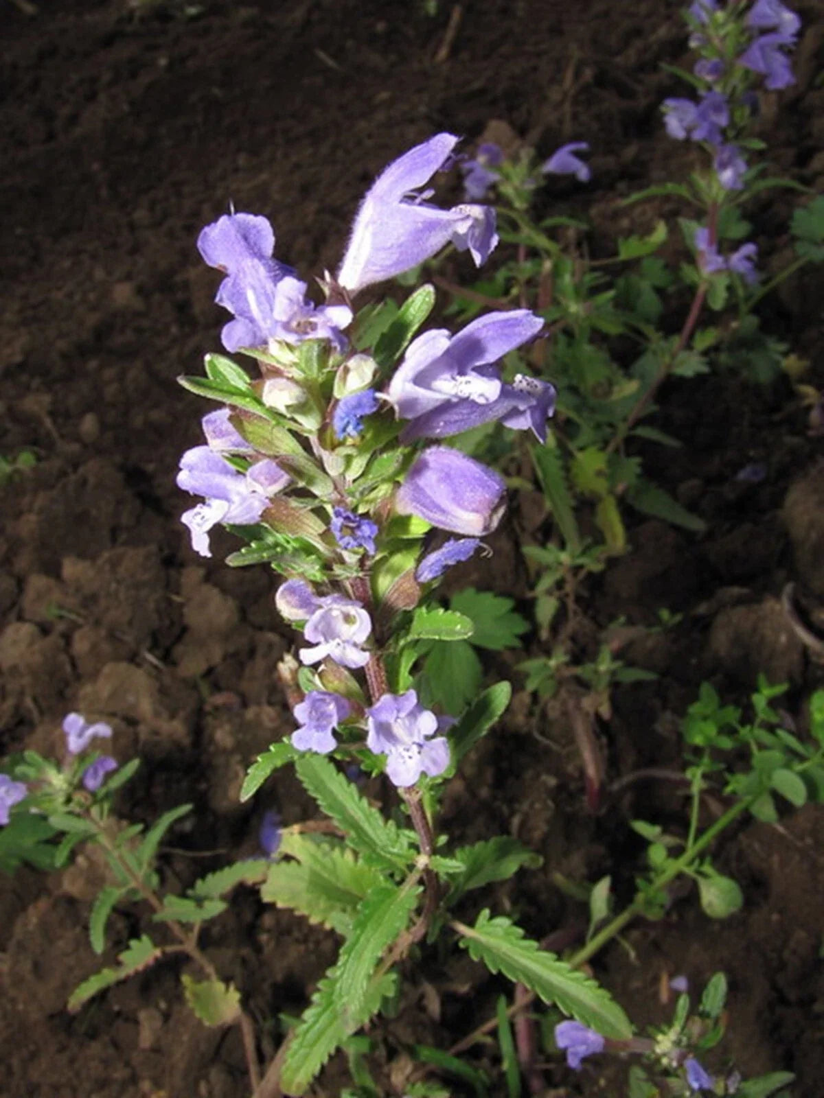 Moldavian Dragon's Head Seeds - 50+ Showy Herbal Seeds - Dracocephalum moldavica