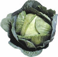 Cabbage Seeds 1000+ Count - Early Jersey Wakefield Heirloom Non-GMO - Fresh Seed Pack