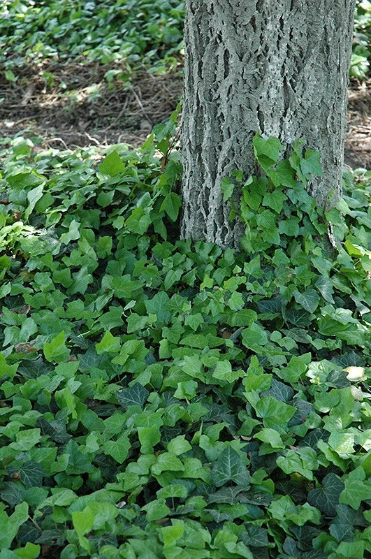 Baltic Ivy Sub Zero Rooted Cuttings - Climbing Vine Ground Cover (Hedera helix)