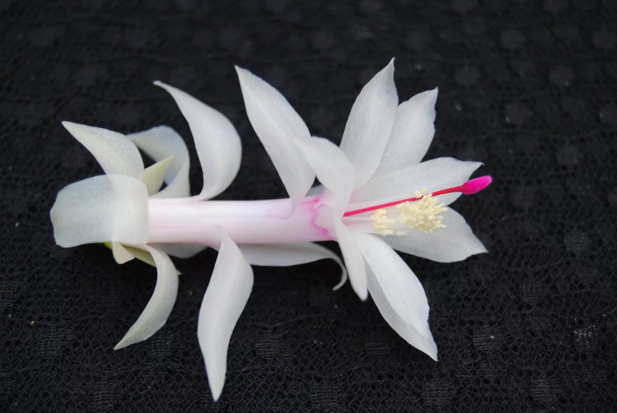 Christmas Cactus Starter Plant - Small Healthy Livia Variety - Schlumbergera Truncata - Well Rooted for Easy Growth