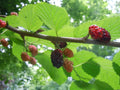 Organic Raspberry Mint Cherry Mulberry Tea Leaves - Natural Herbal Medicine Blend for Wellness