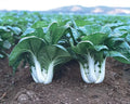 Canton Pak Choi Seeds - 4X200 Chinese Cabbage Bok Choy - Brassica rapa subsp. chinensis