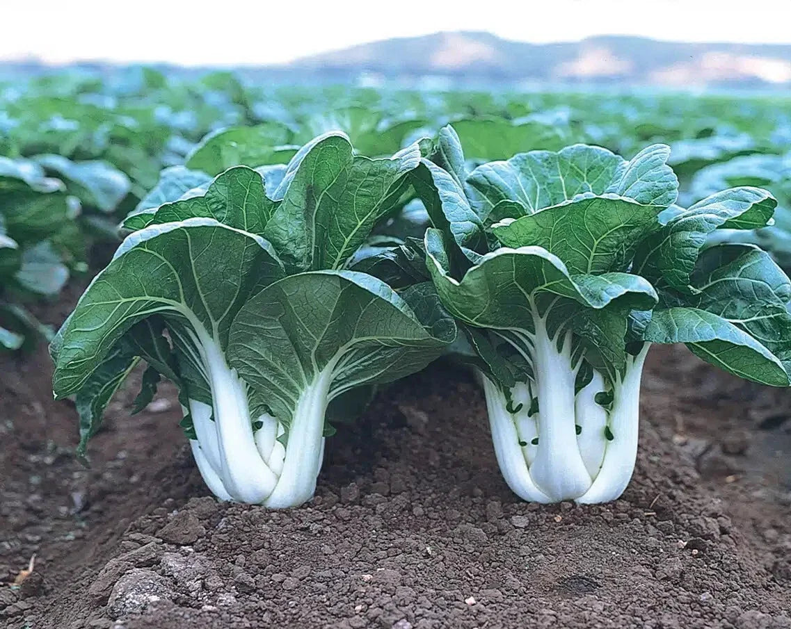 Canton Pak Choi Seeds - 4X200 Chinese Cabbage Bok Choy - Brassica rapa subsp. chinensis