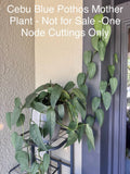Cebu Blue Pothos Cuttings - Bundle of 5 Nodes - Epipremnum Pinnatum - Indoor Plant Decor