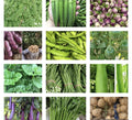 Asian Vegetable Seeds - 20 Packets - Non-GMO Variety for Planting - Grow Your Own Food