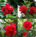 Red Dragon Hibiscus Plant - Small Rooted Starter - Hibiscus rosa-sinensis, Tropical Flowering Plant