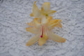Christmas Cactus Starter Plant - Nutbush City Limits - Schlumbergera Truncata - Healthy Well-Rooted Succulent