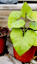 Okinawa Sweet Purple Potatoes - Full Rooted, Khoai Lang Tím Nh?t, Ready to Plant, Ipomoea batatas
