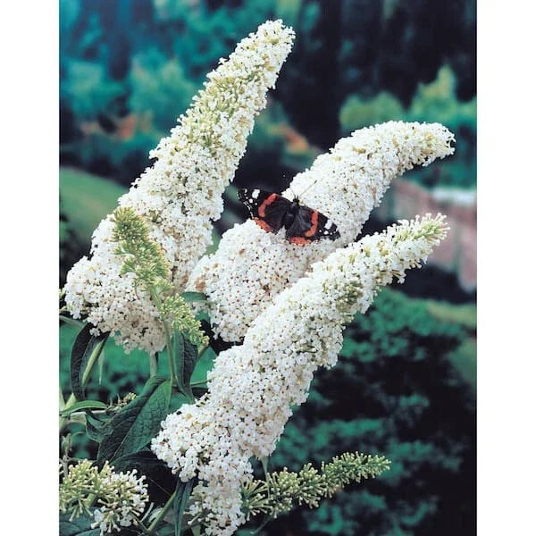 Butterfly Bush Live Plant 6"+ White Profusion Buddleia davidii Fragrant Blooms Deer Resistant