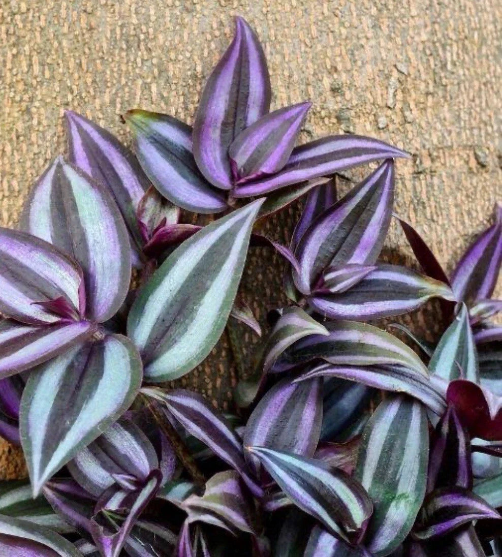 Tradescantia Zebrina Cuttings (10+ Pieces) | Wandering Jew Plant | Healthy and Fast Shipping