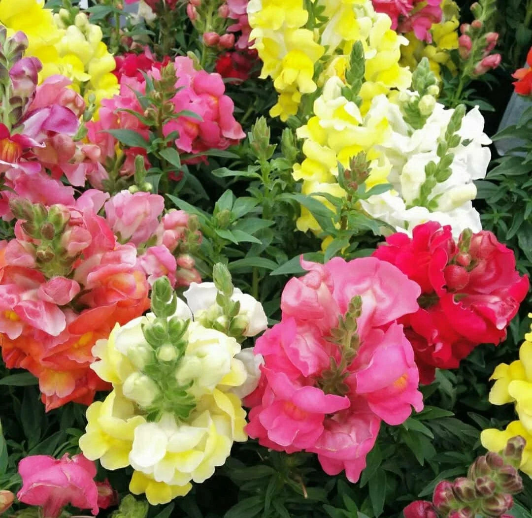 Snapdragon Seeds - Maximum Mix - 100 Pack - Antirrhinum majus - Vibrant Colorful Flowers for Garden and Landscape
