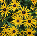 Black Eyed Susan Seeds 4000+ Perennial Butterfly Flower Rudbeckia hirta - Garden Planting Seeds, Free Shipping