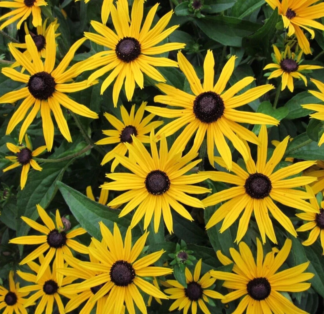 Black Eyed Susan Seeds 4000+ Perennial Butterfly Flower Rudbeckia hirta - Garden Planting Seeds, Free Shipping