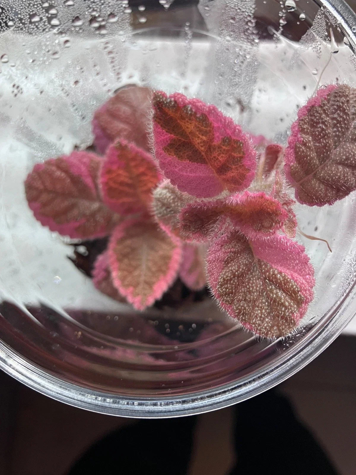 Episcia Pink Smoke Flame Violet Variegated Bareroot Starter Plant | Indoor Houseplant