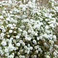 Baby's Breath Seeds - Perennial Gypsophila Paniculata - Ideal for 2025 Planting, White Floral Blooms, Easy to Grow