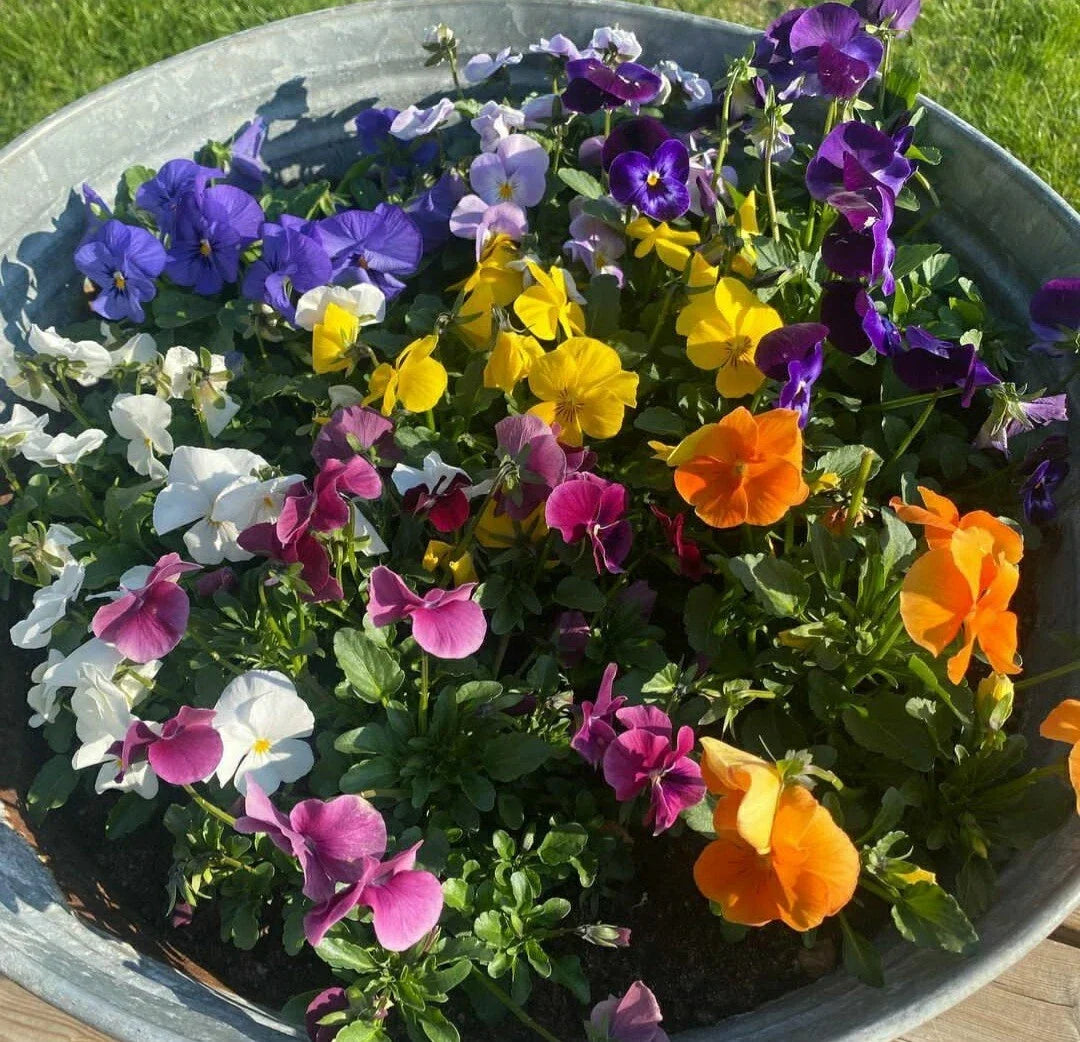 Pansy Seeds Flower Mix - 50 Count Easy Grow Variety for Vibrant Garden - Viola tricolor