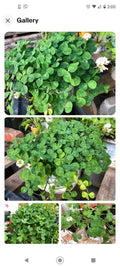 Dutch White Clover Plant 12+ Live Organic Roots Medium Nitrogen Fixer Trifolium repens