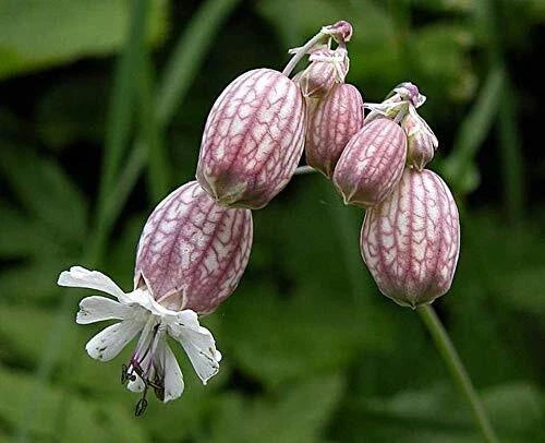 Bladder Campion Seeds - 50 Count - Silene vulgaris - Perennial Wildflower for Gardens and Pollinator Habitats