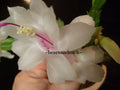 Schlumbergera Starter Plant - Salvador Brazil Variety - Christmas Cactus - Indoor Houseplant