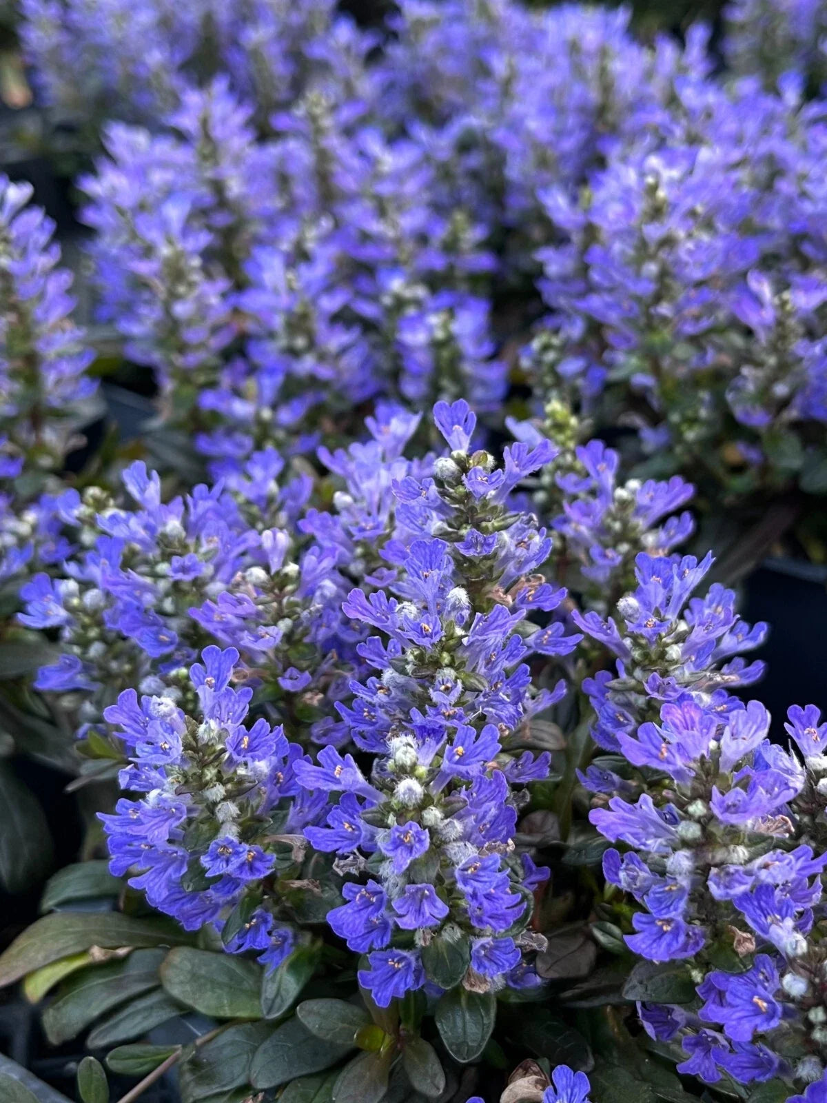 Chocolate Chip Ajuga Plant 4" Pot - Ajuga reptans 'Chocolate Chip', Low-Maintenance Groundcover, Evergreen, Carpet Bugle