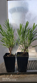 Lavender Grosso Live Plants, 3" Pots, Aromatic Herb, Well Rooted, Spa Plants, Lavandula angustifolia