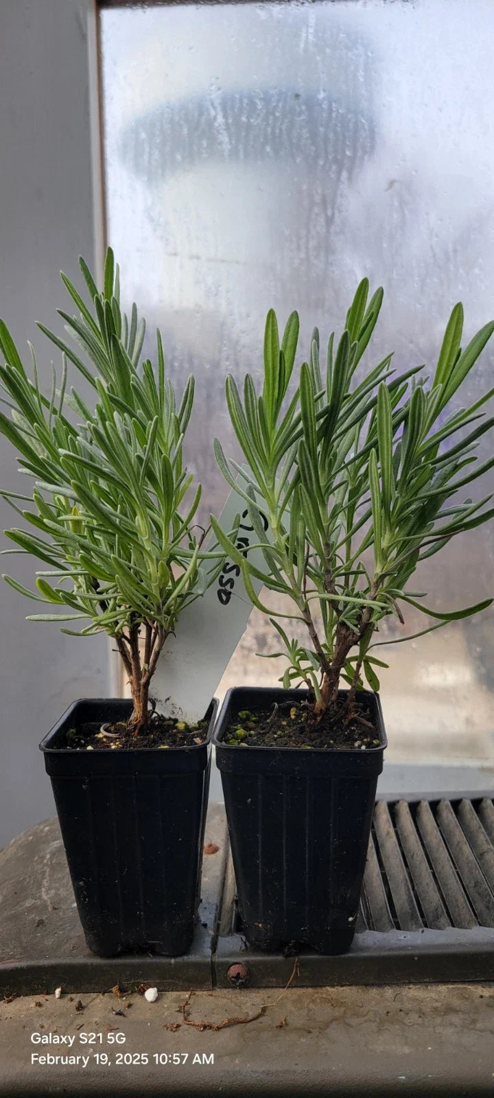 Lavender Grosso Live Plants, 3" Pots, Aromatic Herb, Well Rooted, Spa Plants, Lavandula angustifolia